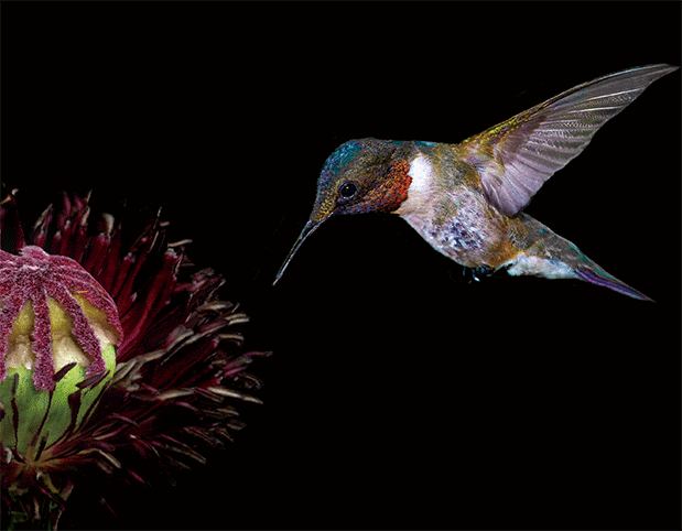 HUMMINGBIRD-3 3D LENTICULAR INTERNALLY FRAMED ART 14" X 18"