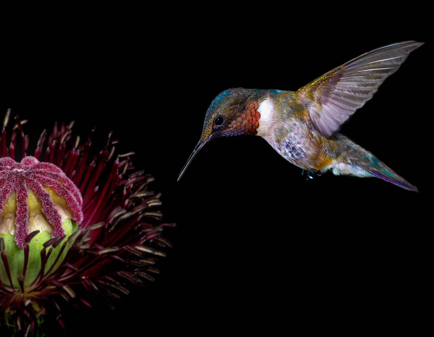 HUMMINGBIRD-3 3D LENTICULAR INTERNALLY FRAMED ART 14" X 18"