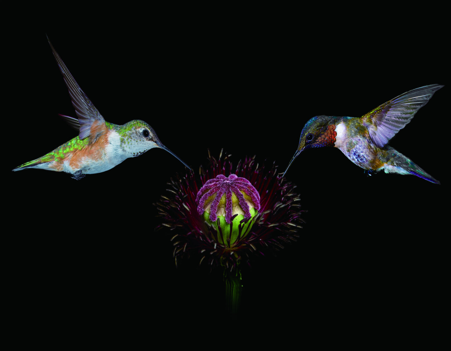 HUMMINGBIRD-4 3D LENTICULAR INTERNALLY FRAMED ART 14" X 18"