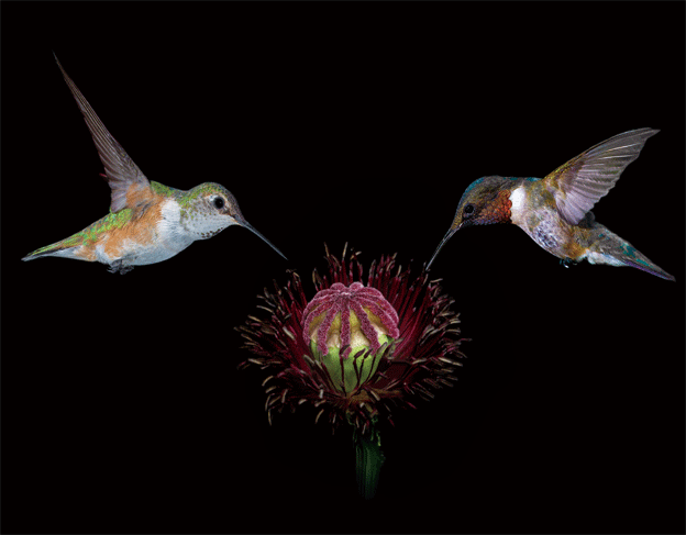 HUMMINGBIRD-4 3D LENTICULAR INTERNALLY FRAMED ART 14" X 18"