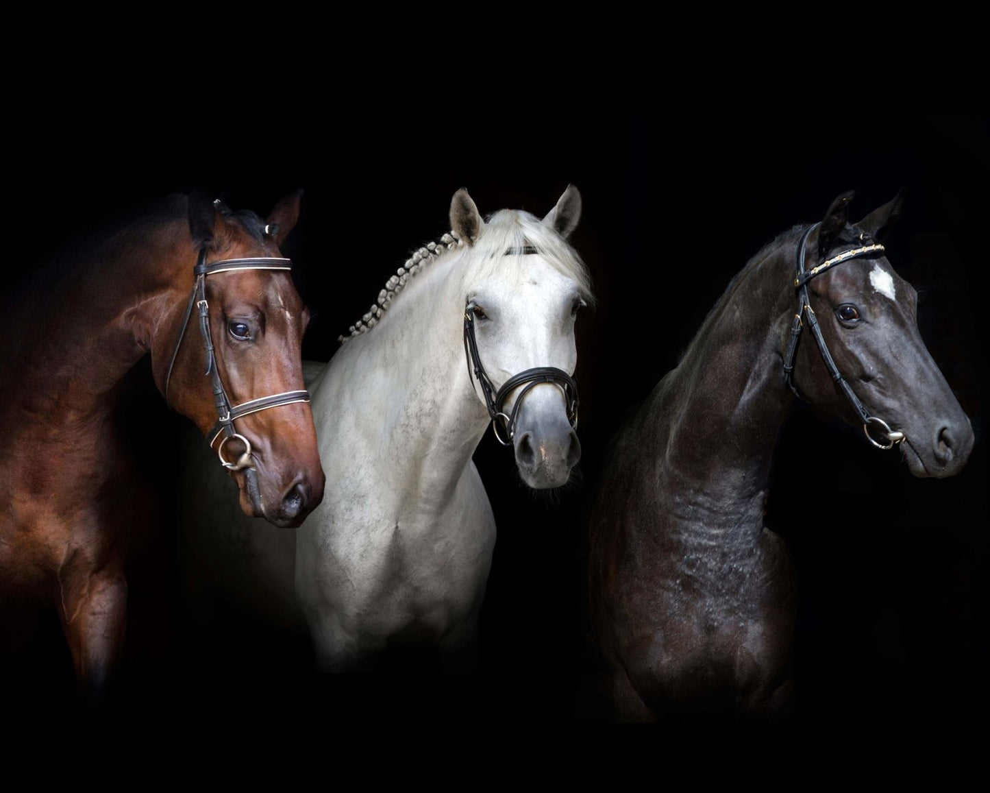 HORSES HEADS TRIO 3D LENTICULAR MAGNET 2.75" X 3.5"