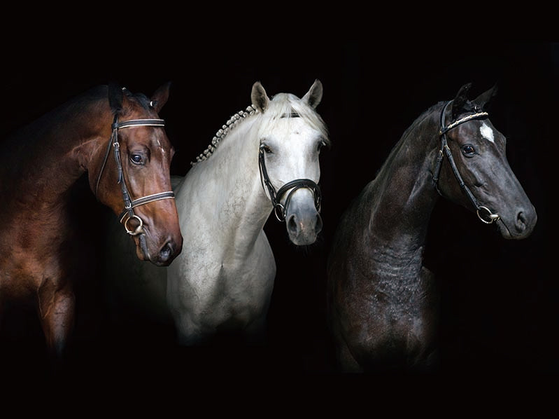 HORSES HEADS 3D LENTICULAR FLAT 12" X 16"
