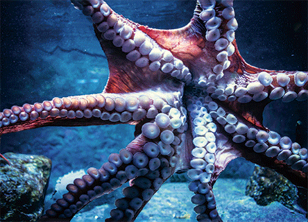 OCTOPUS 3D LENTICULAR FLAT 5" X 7"