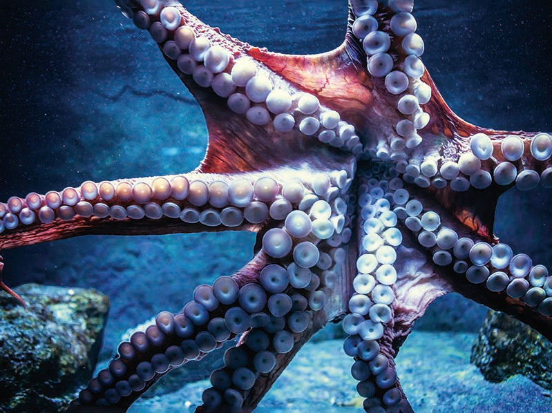 OCTOPUS 3D LENTICULAR FLAT 12" X 16"