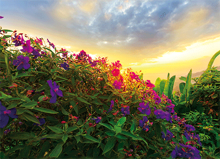 PURPLE PRINCESS FLOWERS FROM HAWAII 3D LENTICULAR FLAT 5" X 7"