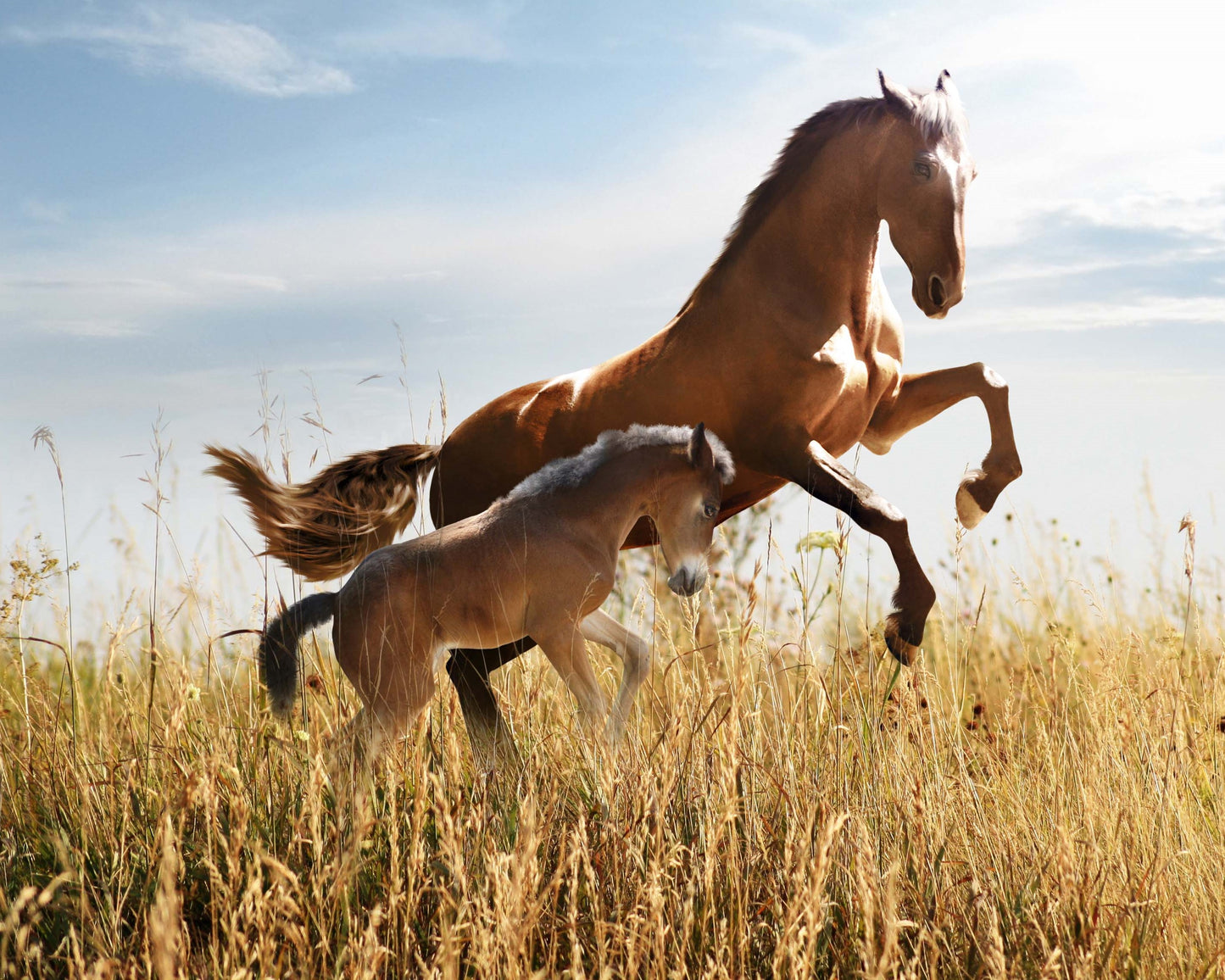 HORSES WILD MARE & COLT 3D LENTICULAR FLAT 5" X 7"