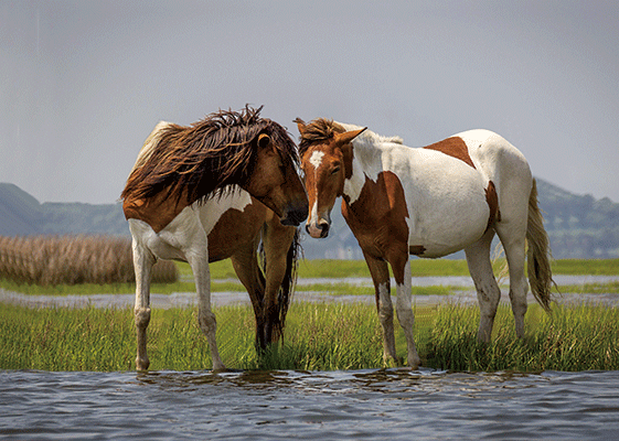 HORSES WILD PAINT COUPLE 3D LENTICULAR MAGNET 2.75" X 3.5"