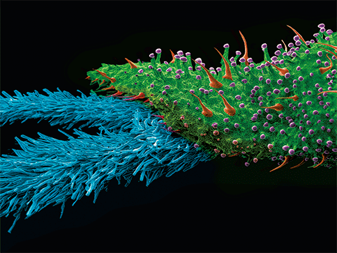 BRACT & STIGMA FROM THE KINSMAN PROJECT OF 18" X 24" FLATS