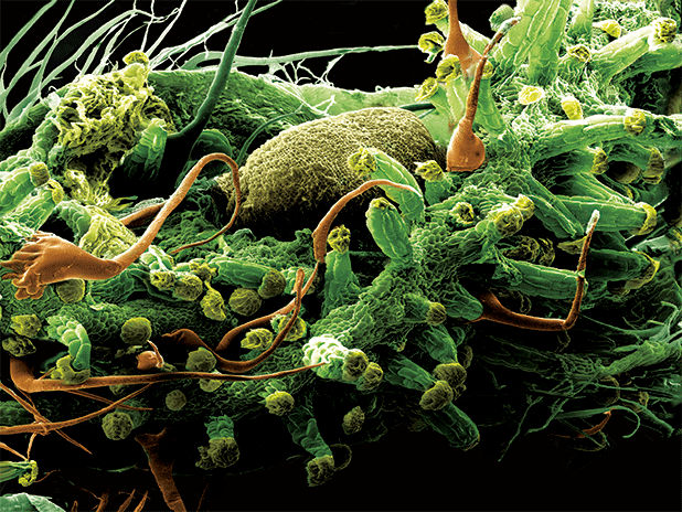 SURFACE OF A MATURE FEMALE BUD FROM THE KINSMAN PROJECT OF 18" X 24" FLATS