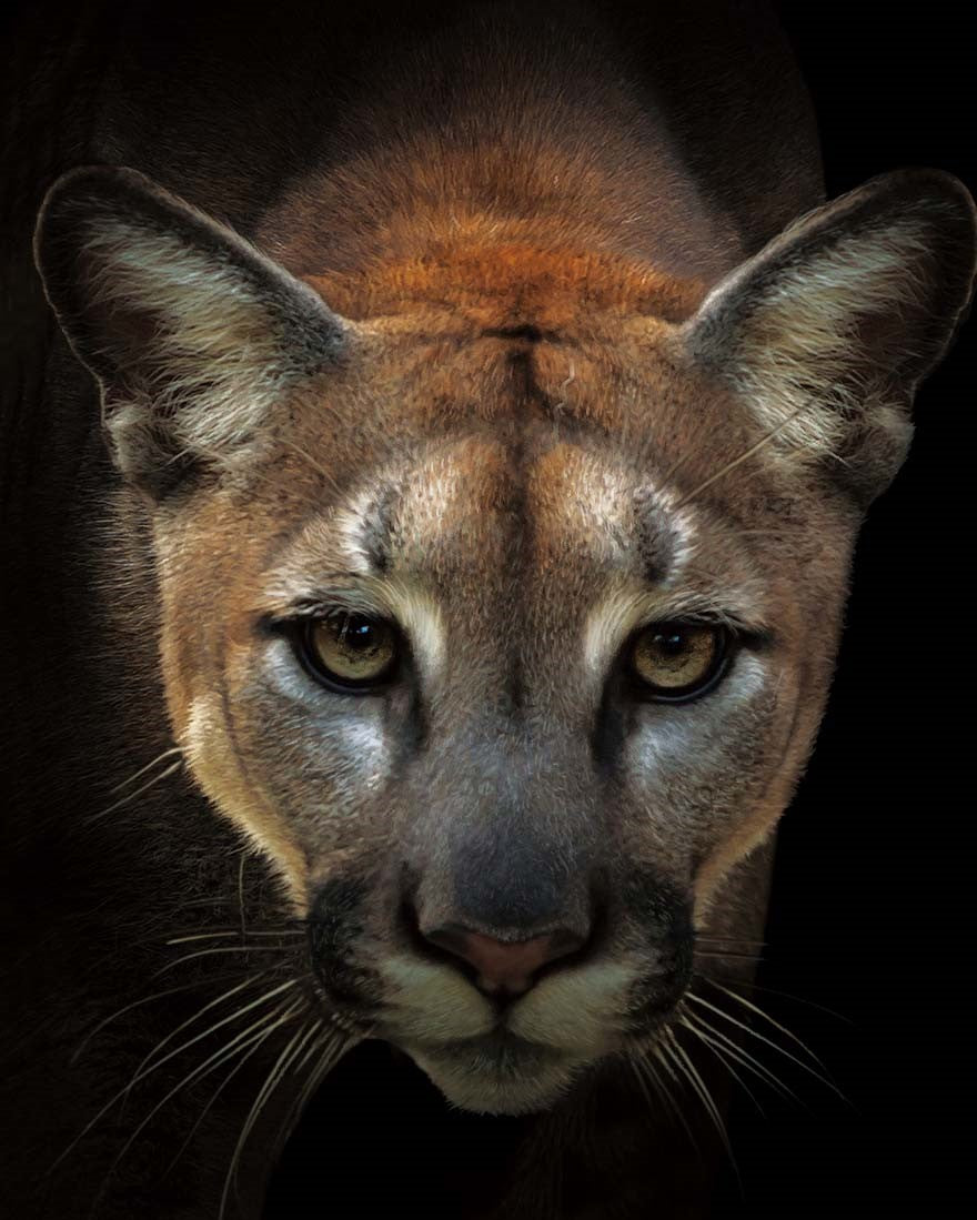 MOUNTAIN LION FACE 3D LENTICULAR FLAT 5" X 7"