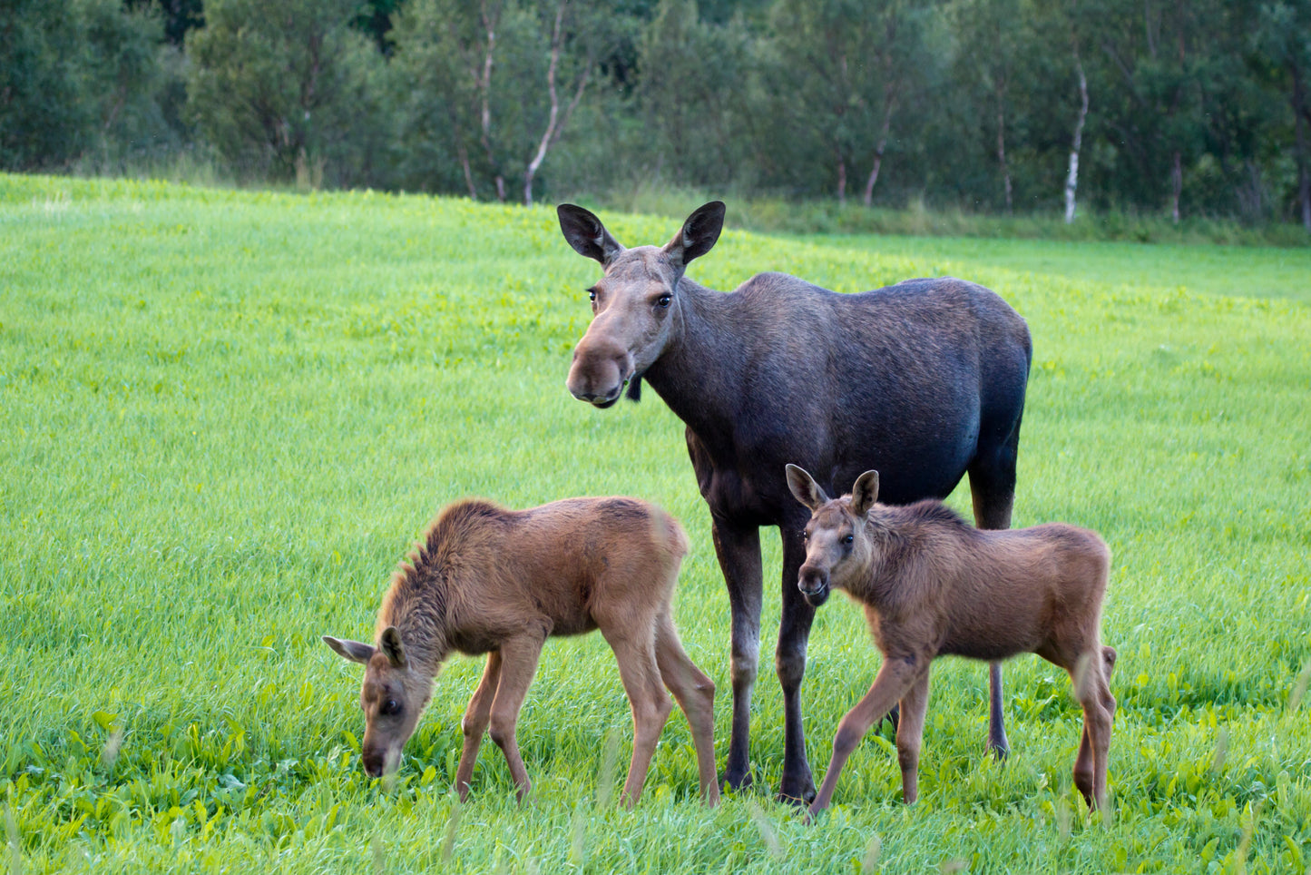 MOOSE 3D LENTICULAR INTERNALLY FRAMED ART 14" X 18"
