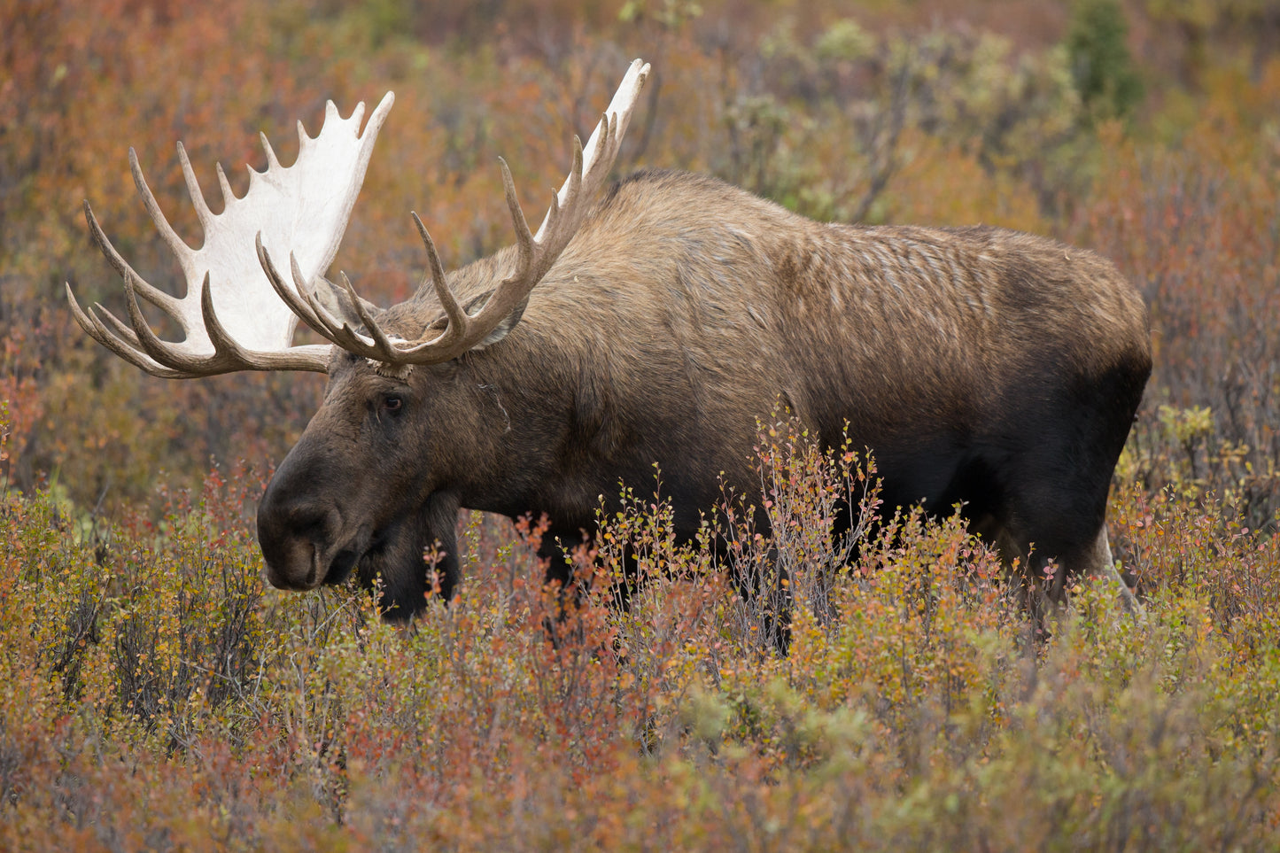 MOOSE 3D LENTICULAR INTERNALLY FRAMED ART 14" X 18"