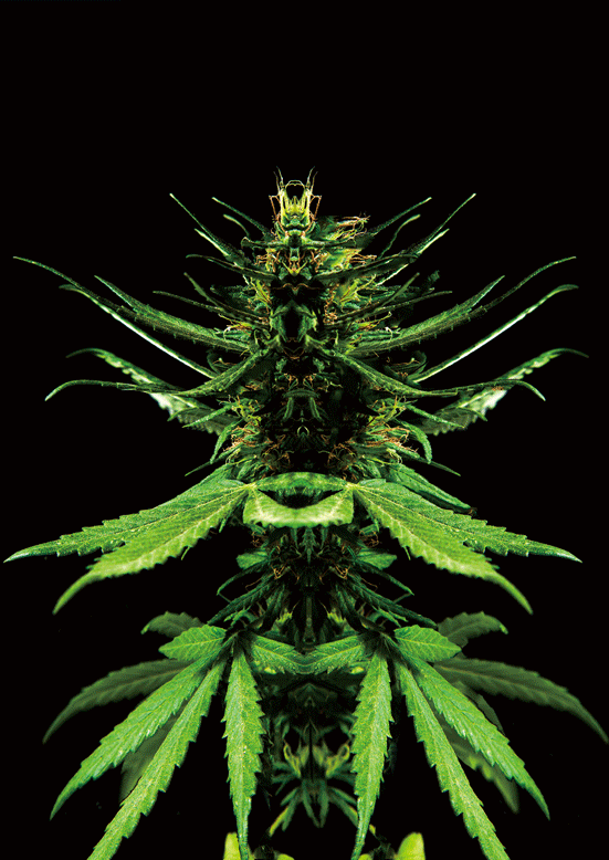 GANJA PRIME 3D LENTICULAR INTERNALLY FRAMED ART 14" X 18"