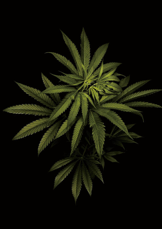 LEAVES GREEN 3D LENTICULAR IRON-ON TRANSFER FOR CLOTHING AND ACCESSORIES