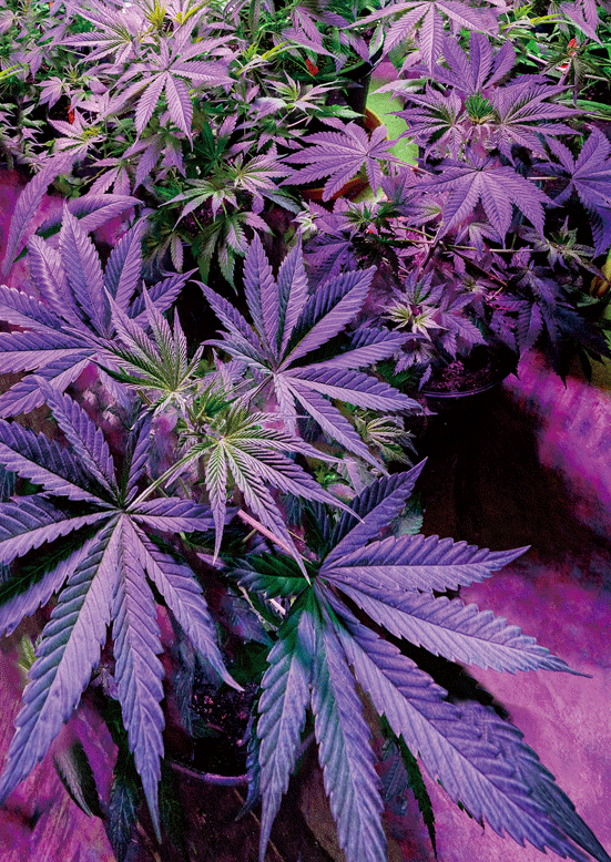 PURPLE POTTED POT 3D LENTICULAR IRON-ON TRANSFER FOR CLOTHING AND ACCESSORIES