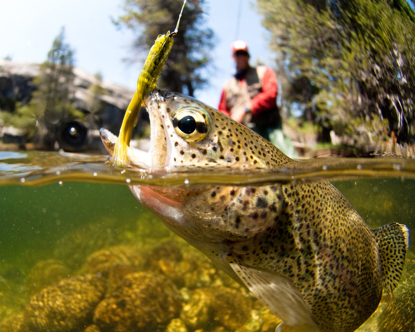 TROUT 3D LENTICULAR MAGNET 2.75" X 3.5"