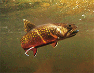 TROUT 3D LENTICULAR INTERNALLY FRAMED ART 14" X 18"