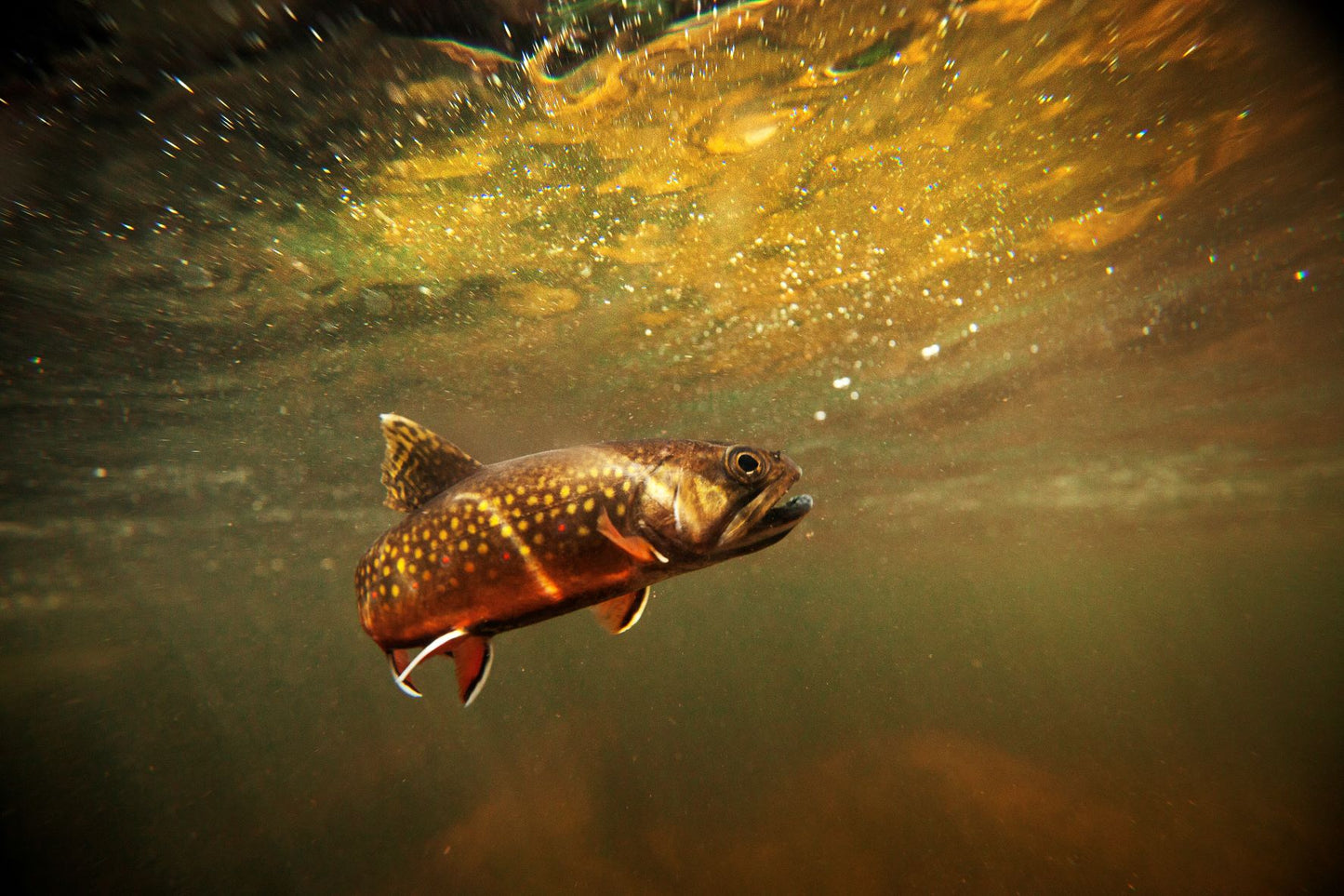 TROUT 3D LENTICULAR INTERNALLY FRAMED ART 14" X 18"