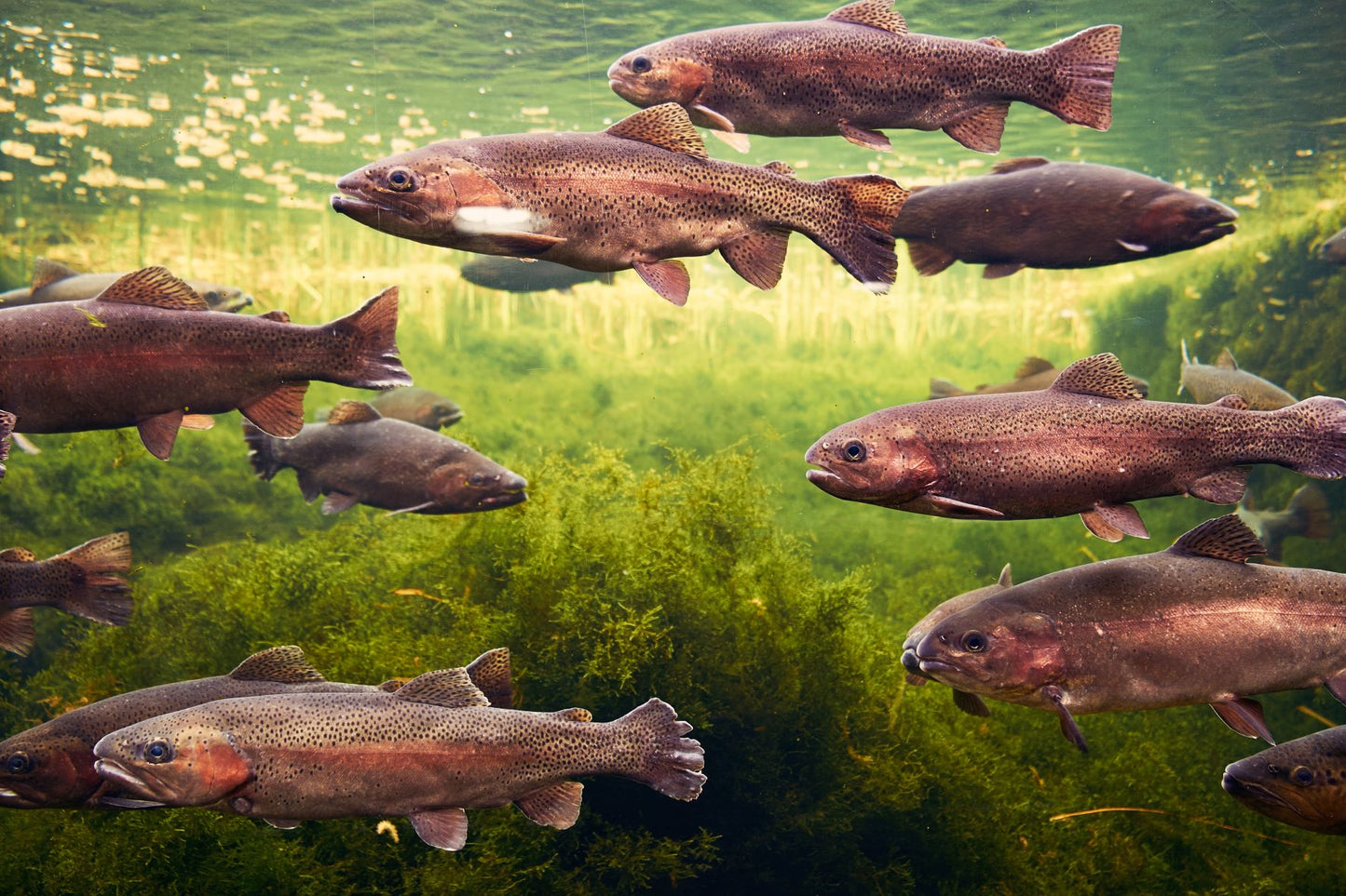 TROUT 3D LENTICULAR INTERNALLY FRAMED ART 14" X 18"