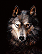 WOLF FACE 3D LENTICULAR INTERNALLY FRAMED ART 14" X 18"