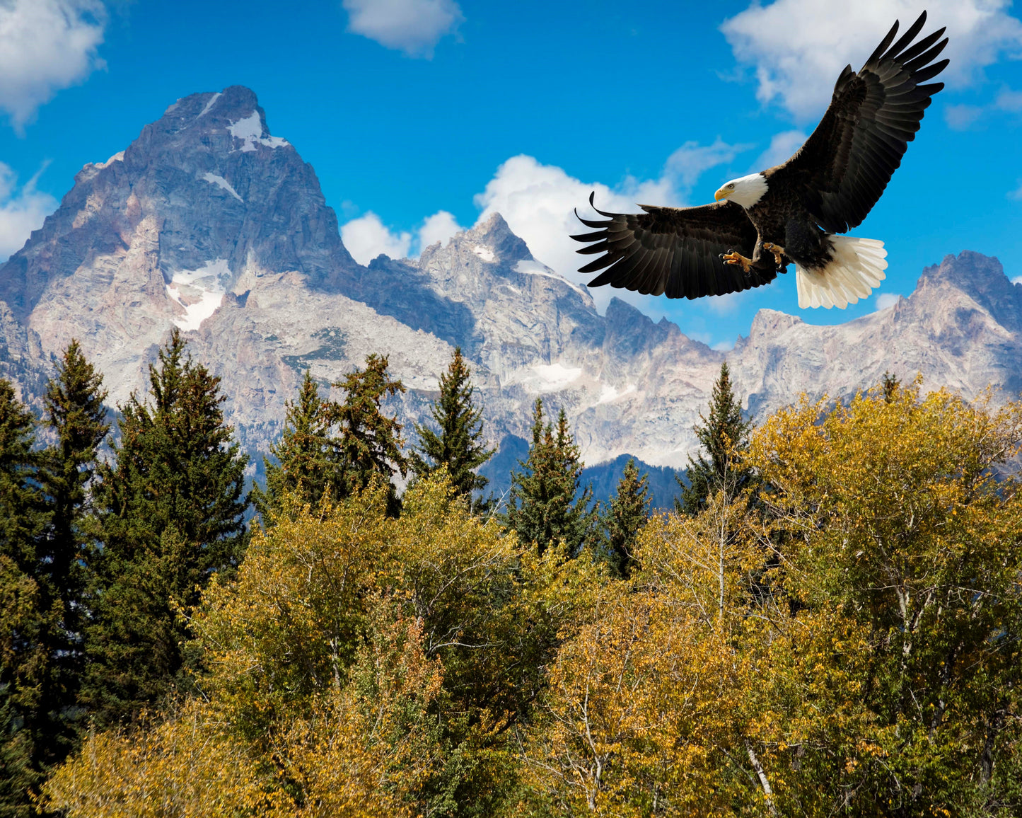 WYOMING EAGLE 3D LENTICULAR MAGNET 2.75" X 3.5"