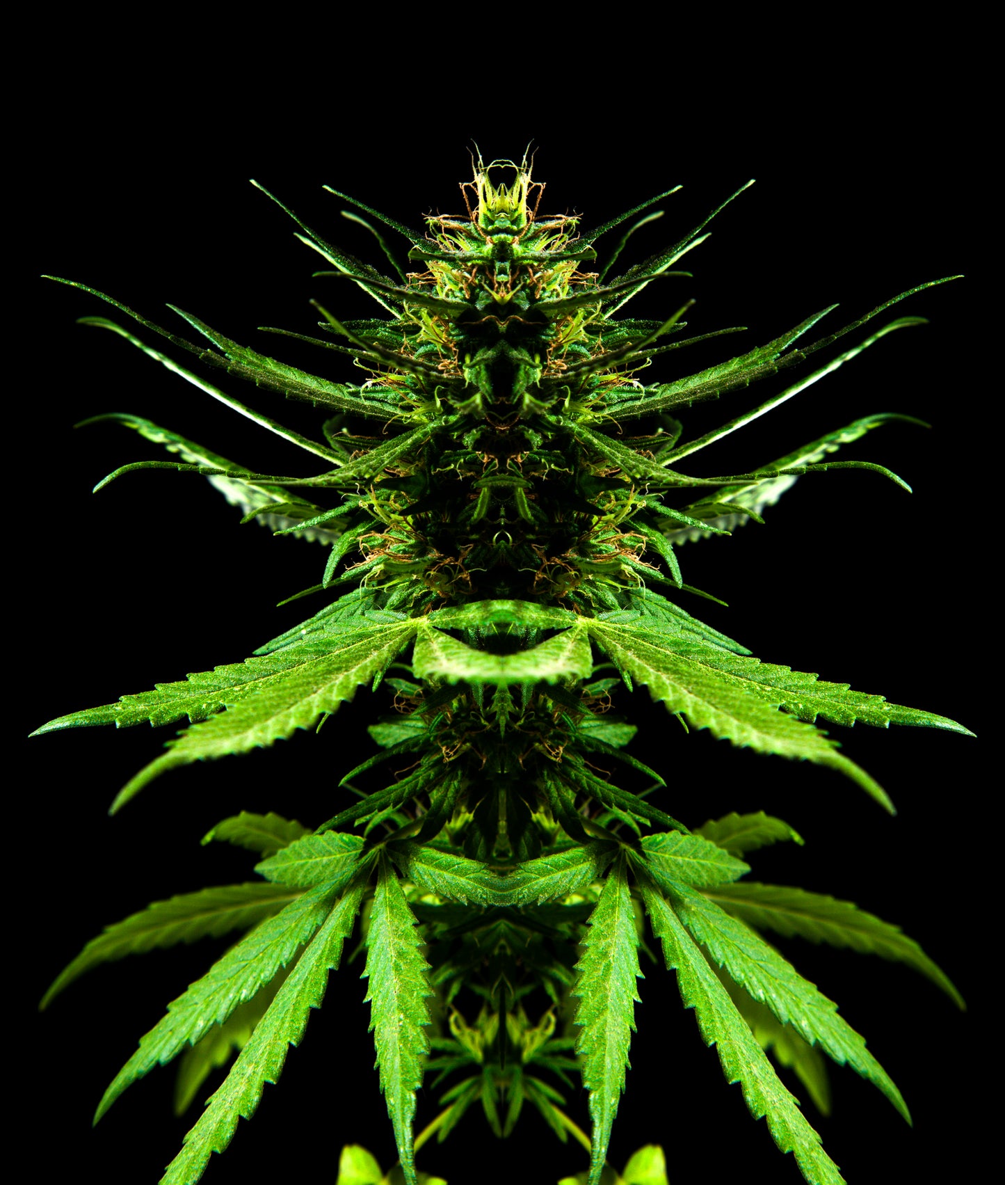 GANJA PRIME 3D LENTICULAR INTERNALLY FRAMED ART 14" X 18"