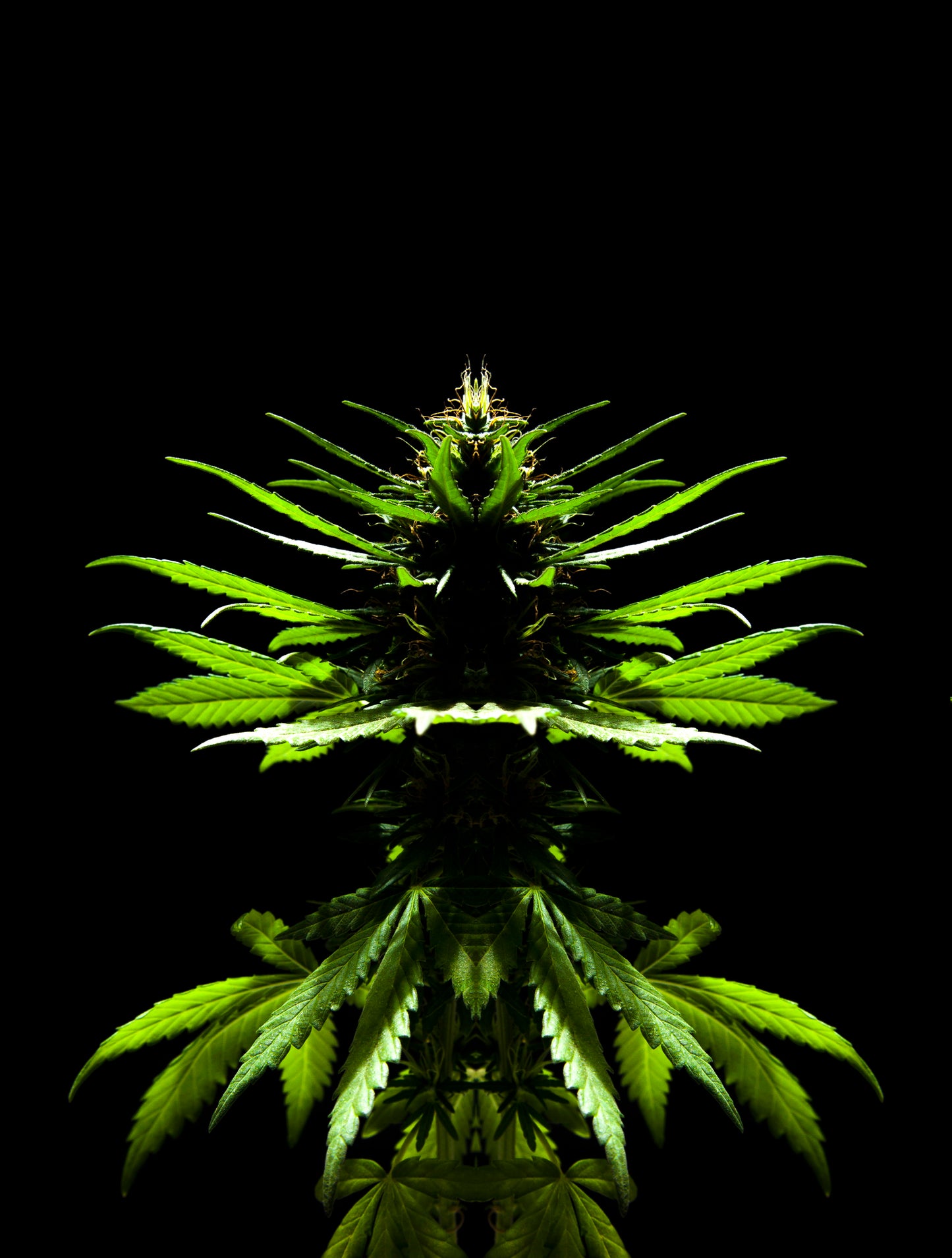 GANJAZILLA 3D LENTICULAR INTERNALLY FRAMED ART 14" X 18"