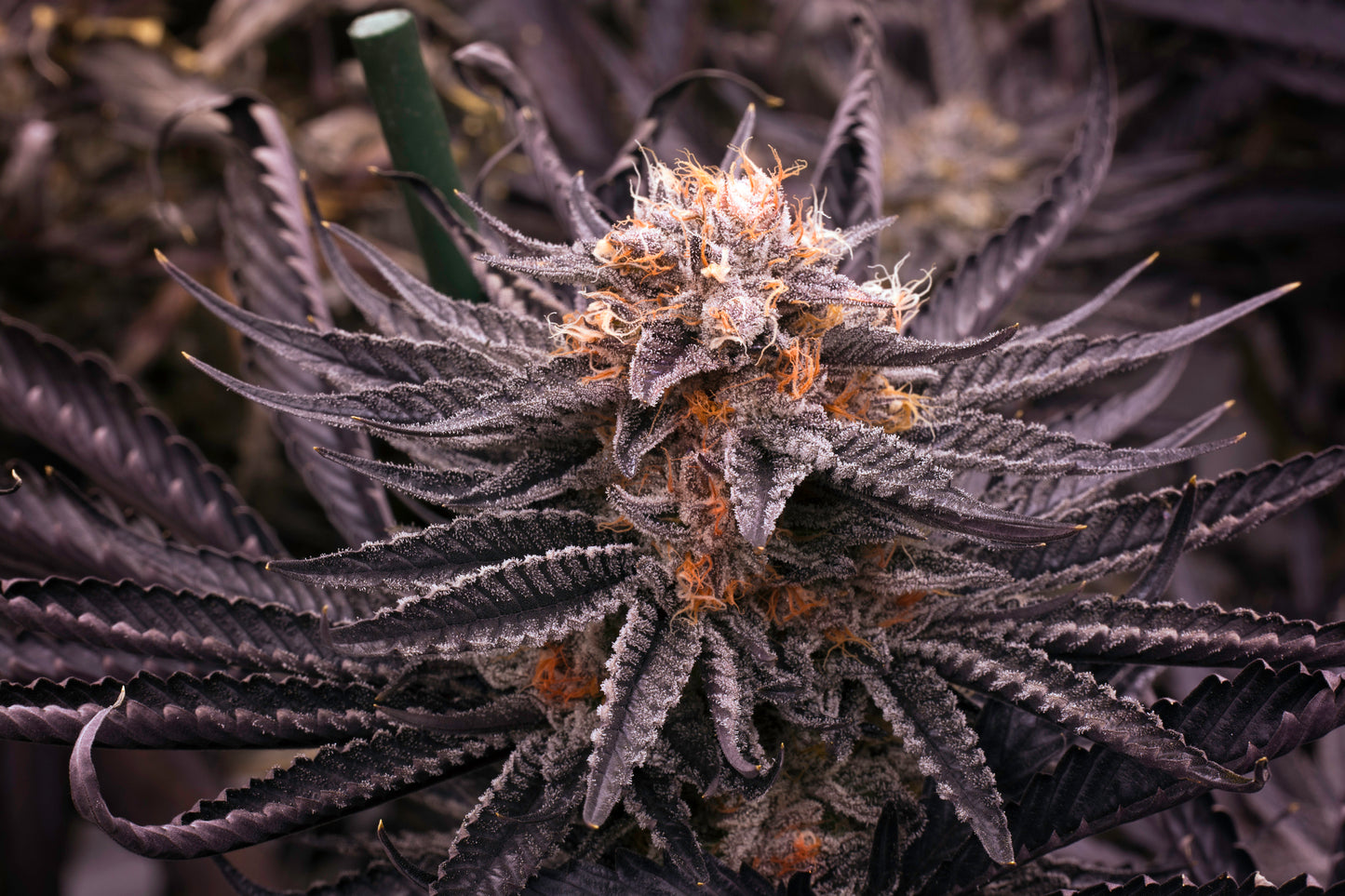 HUCKLEBERRY KUSH 3D LENTICULAR INTERNALLY FRAMED ART 14" X 18"