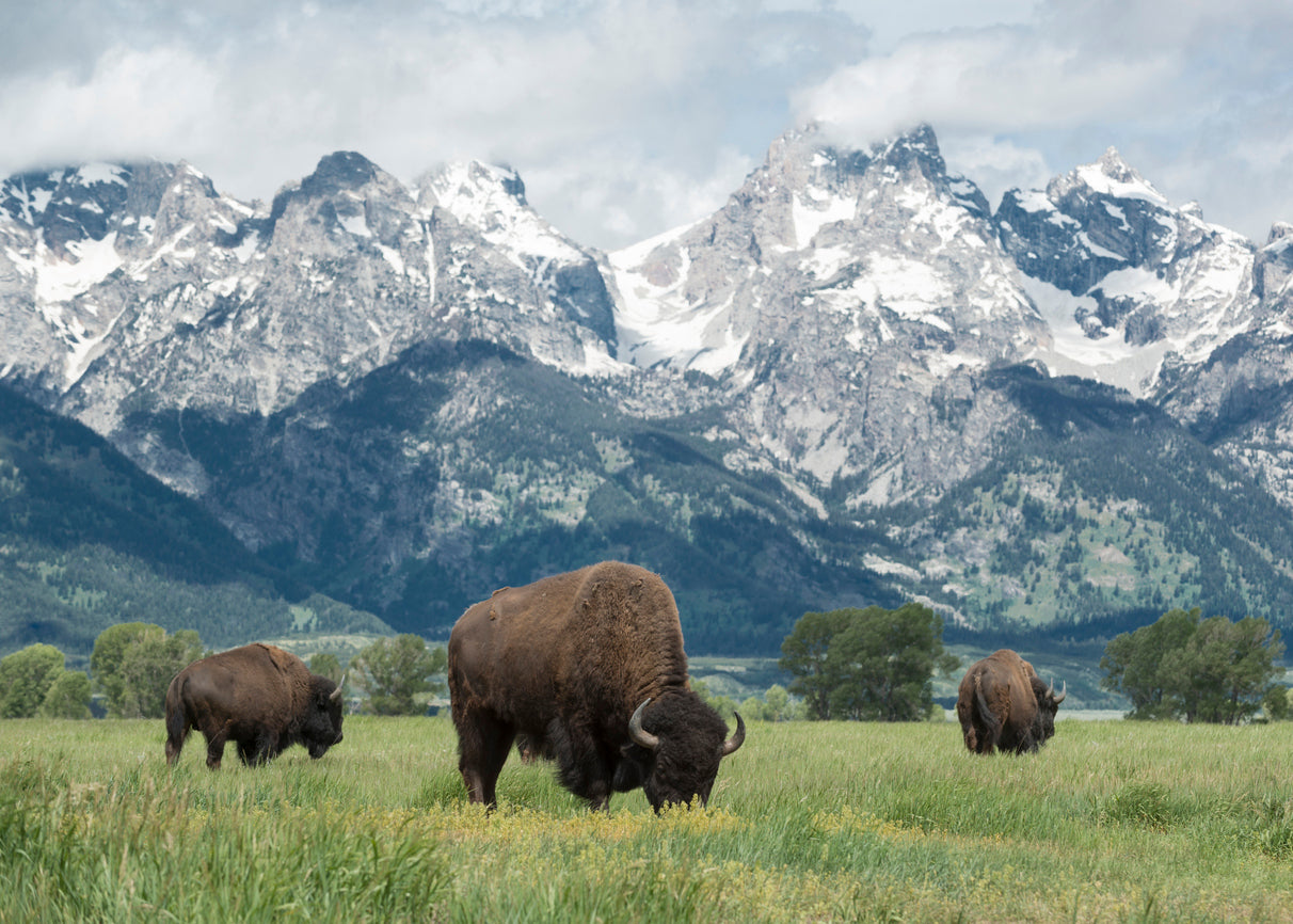 BISON / NORTH AMERICAN BUFFALO 3D LENTICULAR INTERNALLY FRAMED ART 14" X 18"