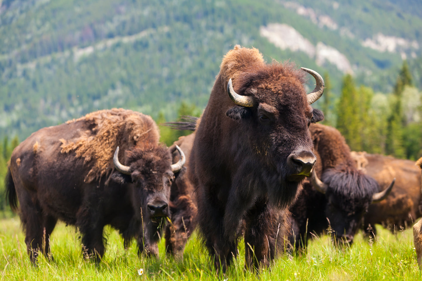 BISON / NORTH AMERICAN BUFFALO 3D LENTICULAR INTERNALLY FRAMED ART 14" X 18"