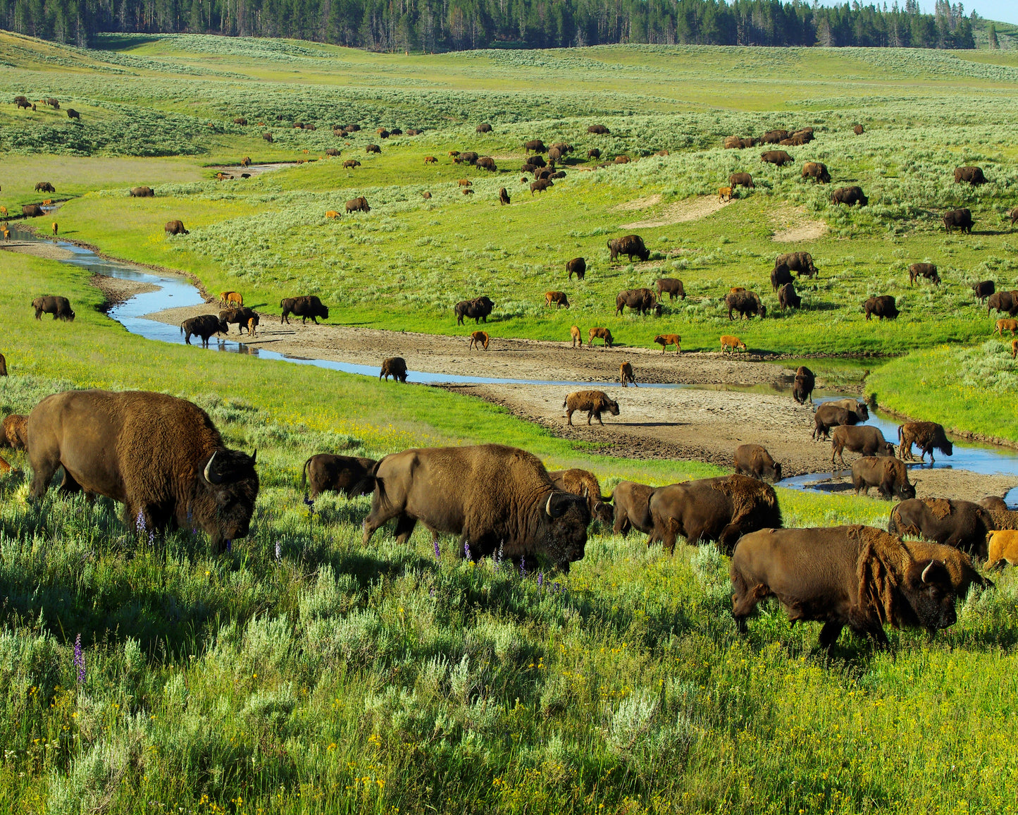 BISON / NORTH AMERICAN BUFFALO 3D LENTICULAR MAGNET 2.75" X 3.5"