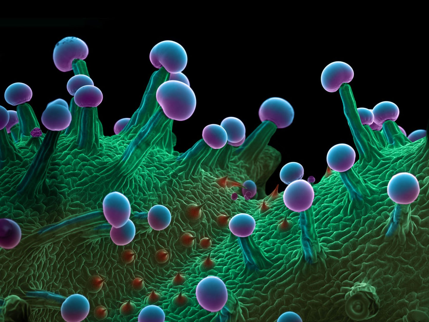 TRICHOMES FROM THE KINSMAN PROJECT OF 18" X 24" FLATS