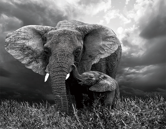 ELEPHANTS 3D LENTICULAR INTERNALLY FRAMED ART 14" X 18"