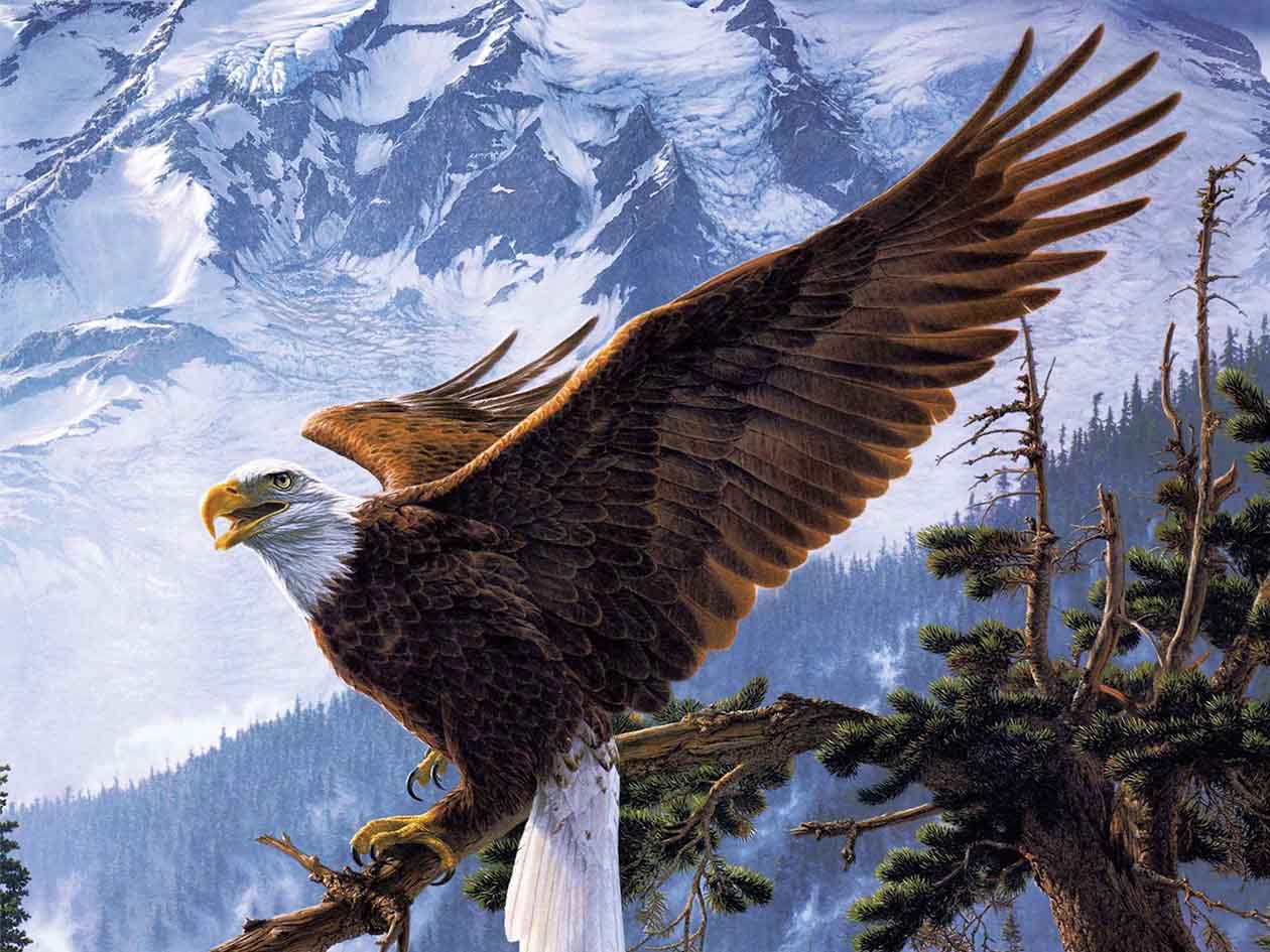 EAGLE 3D LENTICULAR INTERNALLY FRAMED ART 14" X 18"