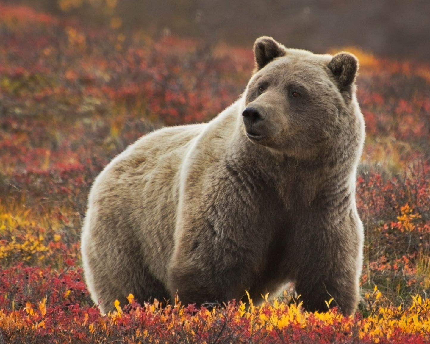 GRIZZLY BEAR MALE IN FALL FOLIAGE 3D LENTICULAR MAGNET 2.75" X 3.5"