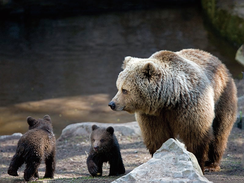 GRIZZLY SOW & CUBS 3D LENTICULAR FLAT 12" X 16"