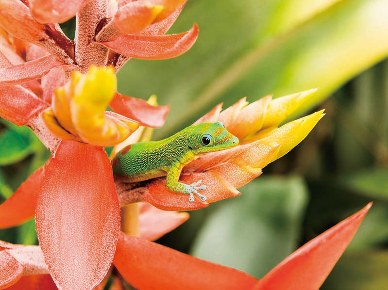 HAWAIIAN GECKO 3D LENTICULAR FLAT 12" X 16"