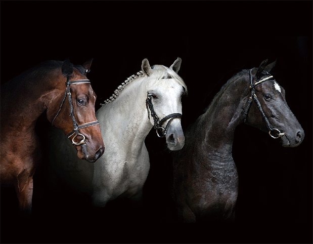 HORSES HEADS TRIO 3D LENTICULAR INTERNALLY FRAMED ART 14" X 18"