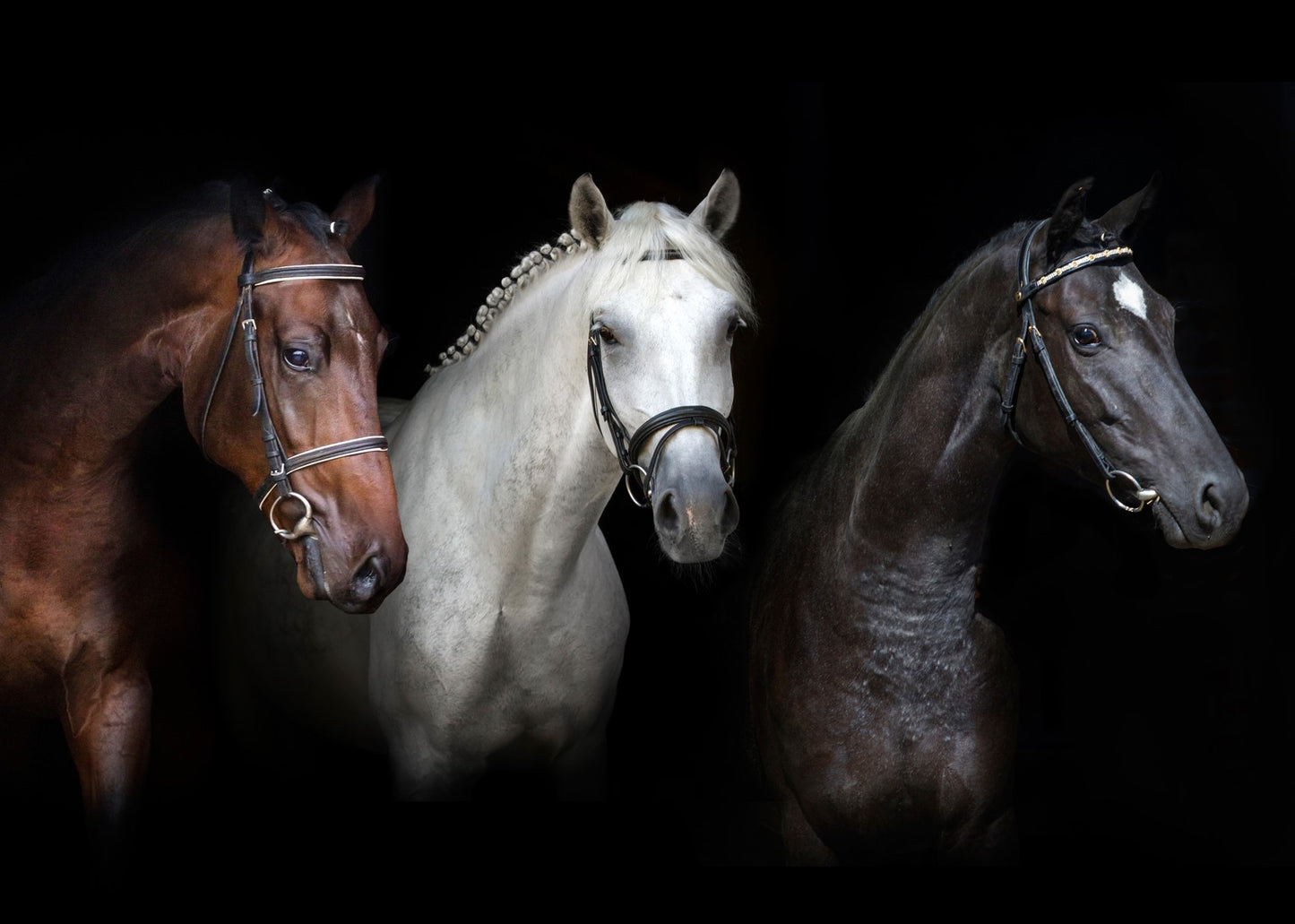 HORSES HEADS TRIO 3D LENTICULAR INTERNALLY FRAMED ART 14" X 18"
