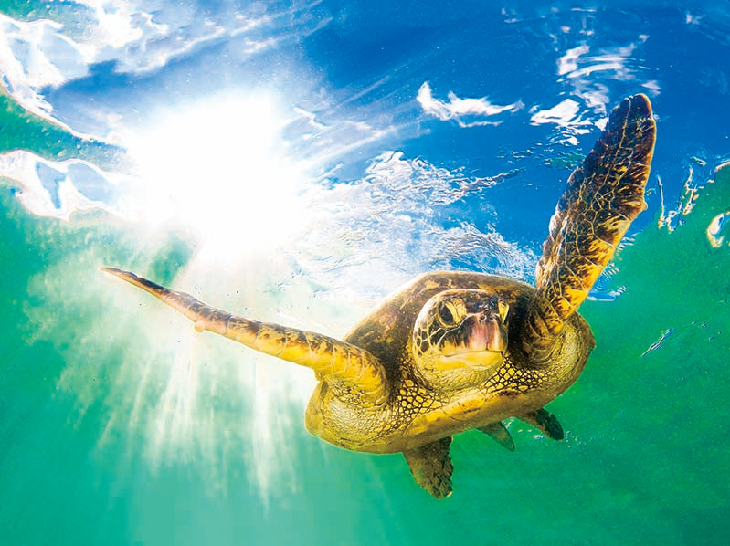 HAWAIIAN SEA TURTLE DIVE 3D LENTICULAR FLAT 12" X 16"