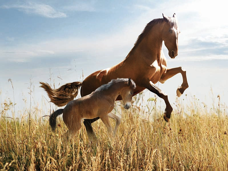 HORSES WILD MARE & COLT 3D LENTICULAR FLAT 12" X 16"