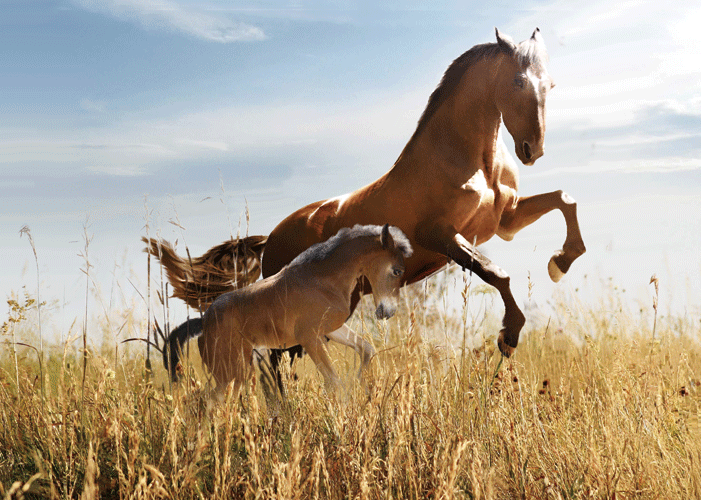 HORSES WILD MARE & COLT 3D LENTICULAR MAGNET 2.75" X 3.5"
