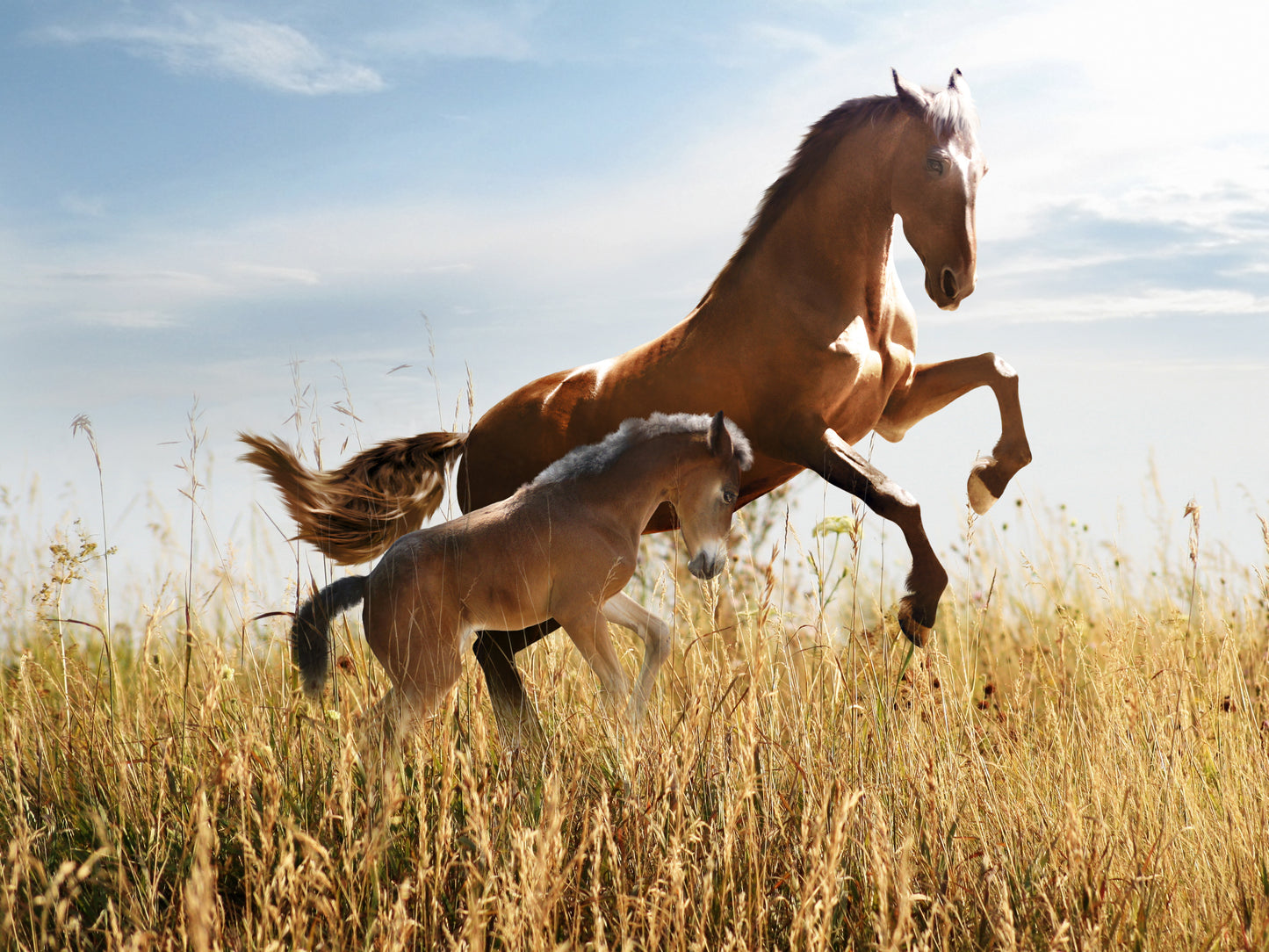 HORSES WILD & FREE 3D LENTICULAR INTERNALLY FRAMED ART 14" X 18"