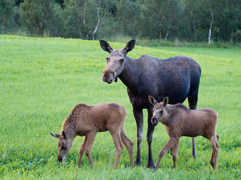 MOOSE COW & CALVES 3D LENTICULAR MAGNET 2.75" X 3.5"