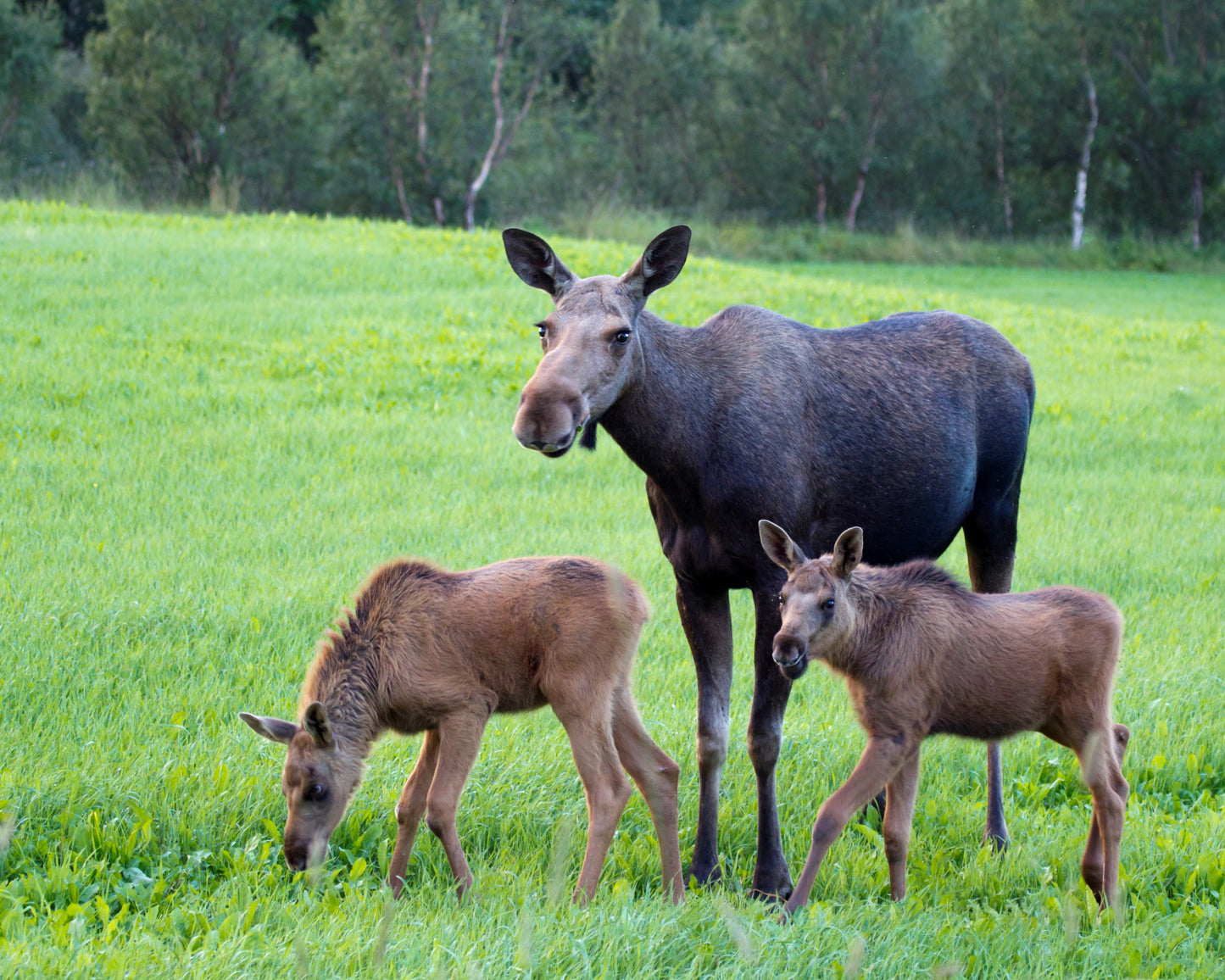 MOOSE COW & CALVES 3D LENTICULAR MAGNET 2.75" X 3.5"