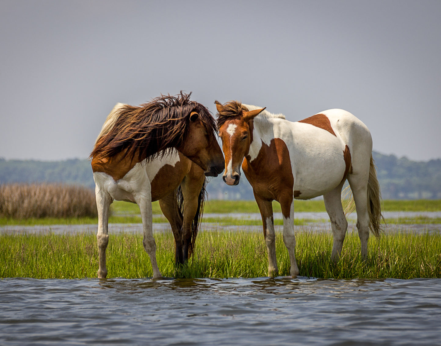 HORSES WILD & FREE 3D LENTICULAR INTERNALLY FRAMED ART 14" X 18"