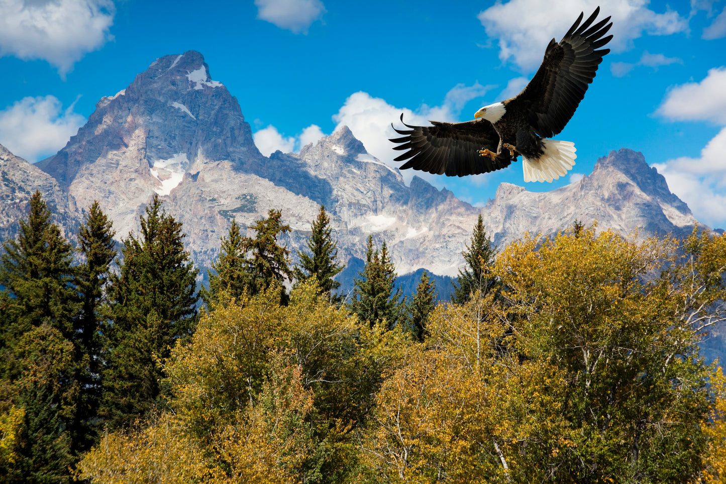 WYOMING EAGLE 3D LENTICULAR FLAT 5" X 7"